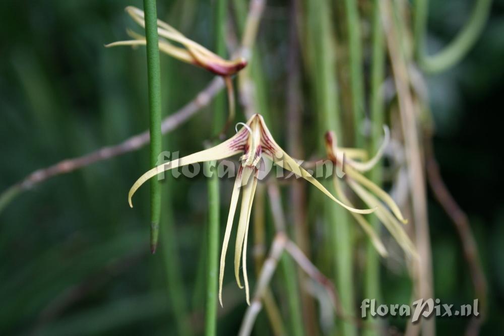 Dendrobium teretifolium