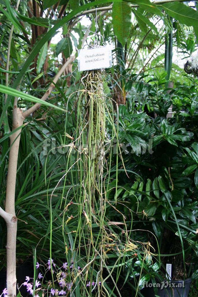 Dendrobium teretifolium