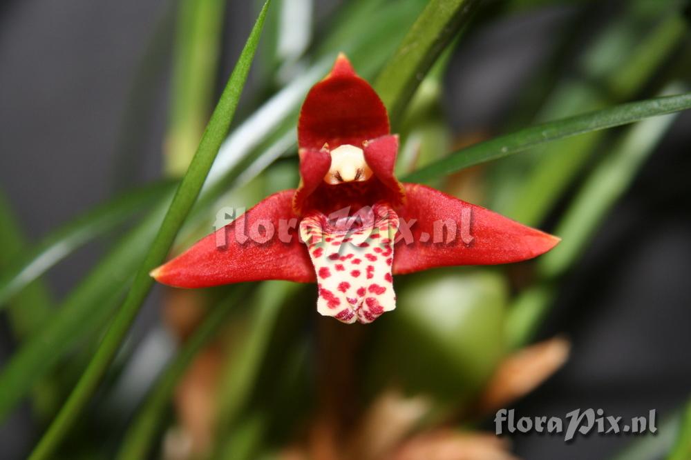 Maxillaria tenuifolia