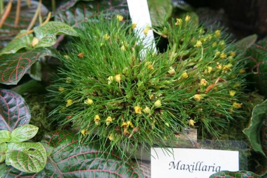 Maxillaria vernicosa