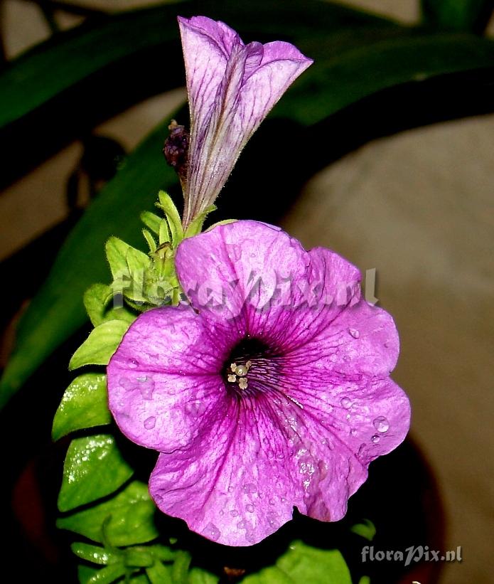 Ipomoea sp. Convolvulaceae