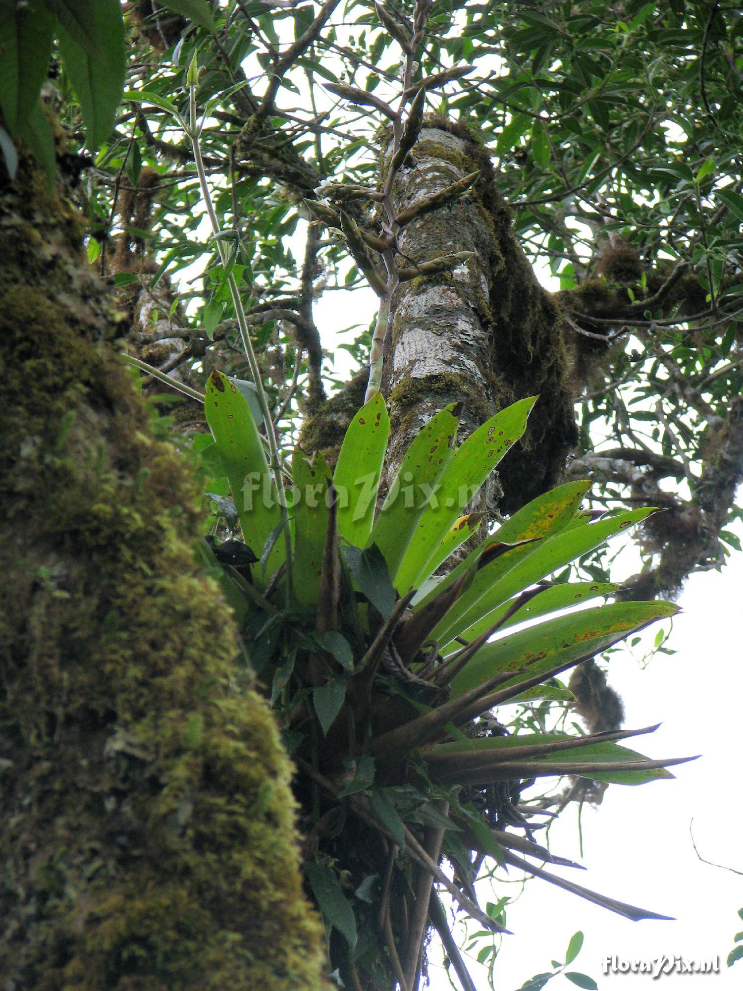 Guzmania acutispica