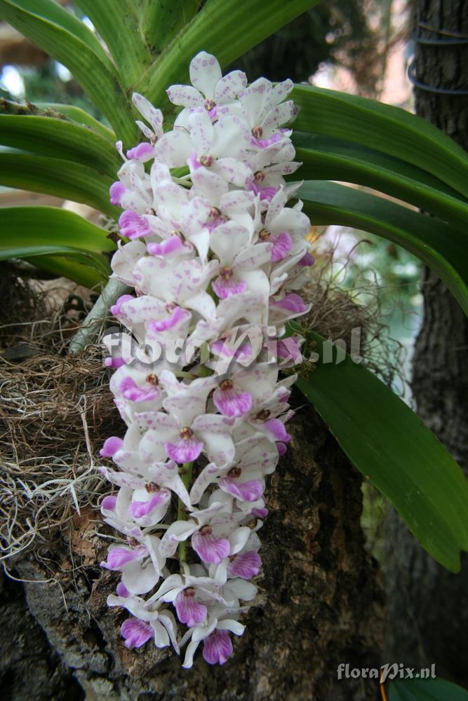 Rhynchostylis gigantea pink spot