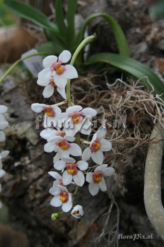 Sarcochilus hartmannii