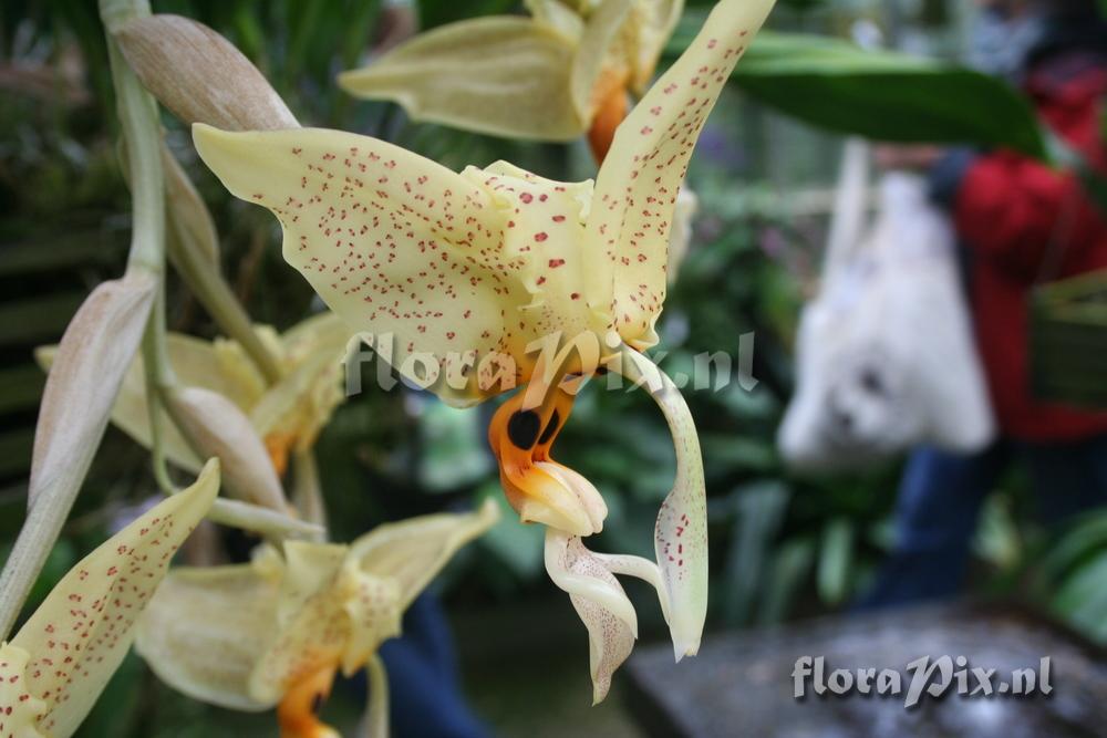 Stanhopea dodsoniana