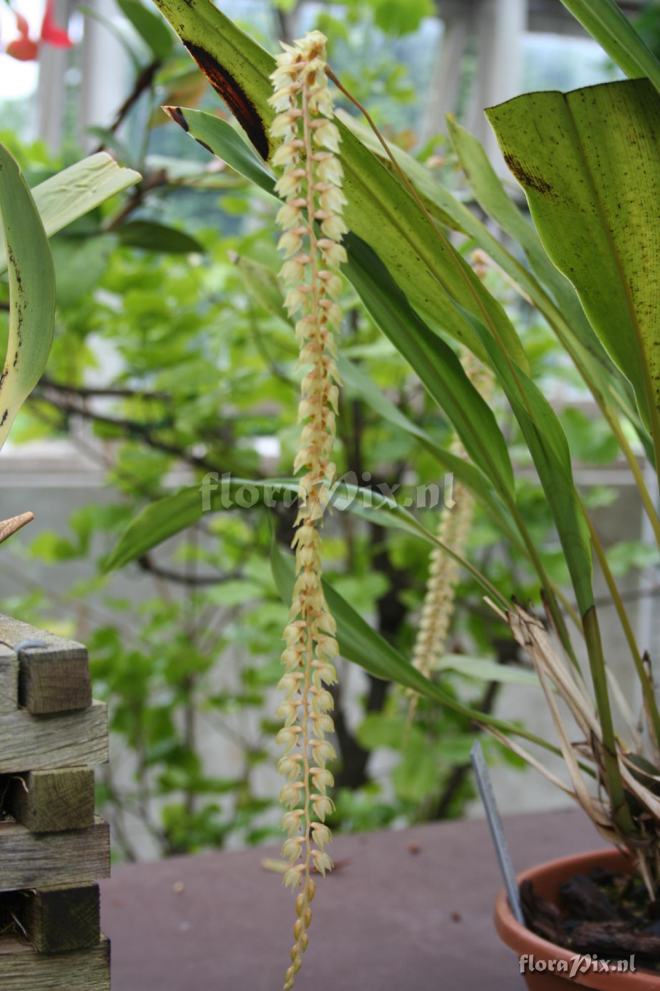 Dendrochilum latifolium