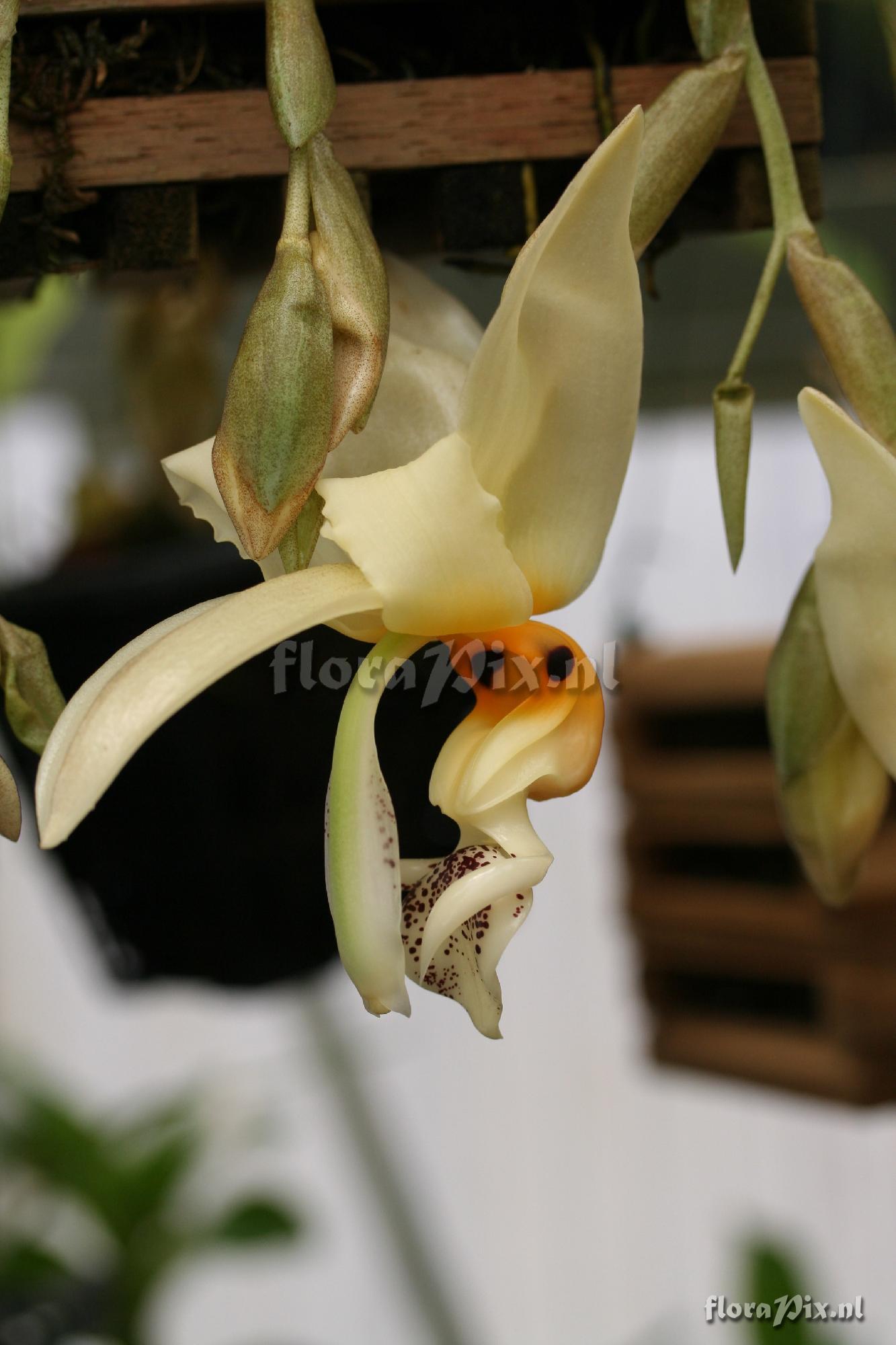 Stanhopea embreei