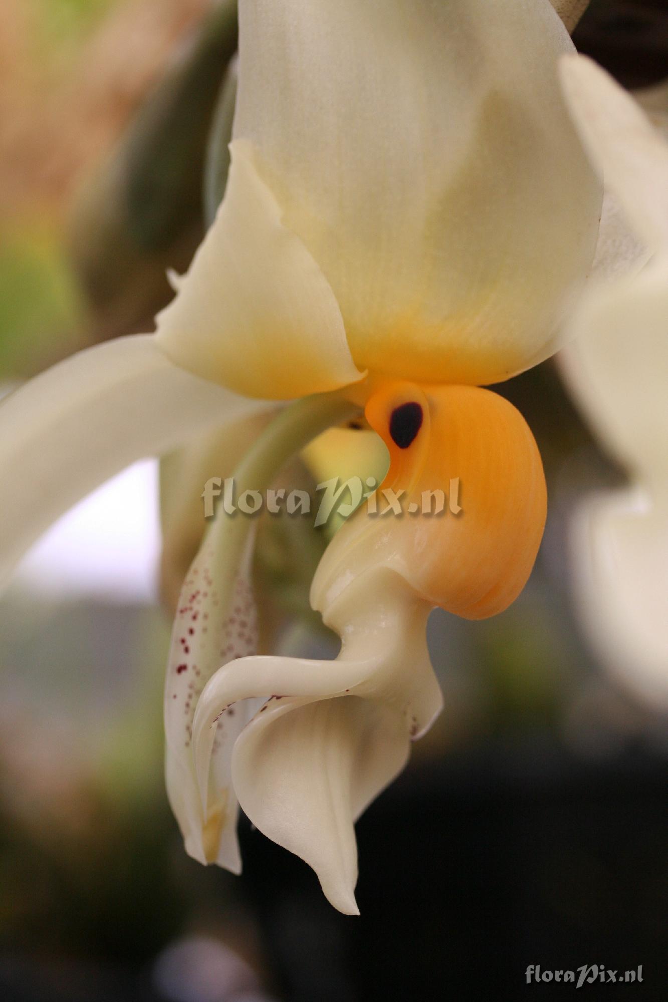 Stanhopea embreei