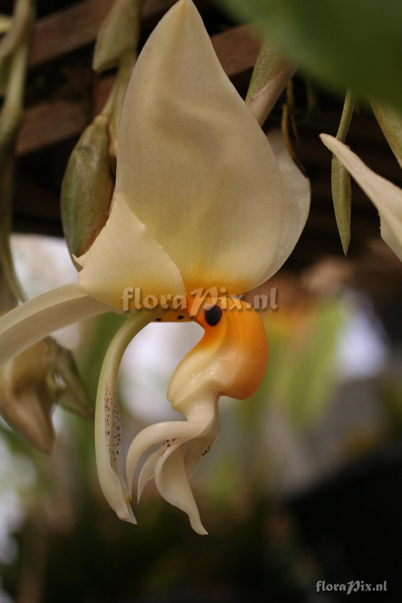 Stanhopea embreei