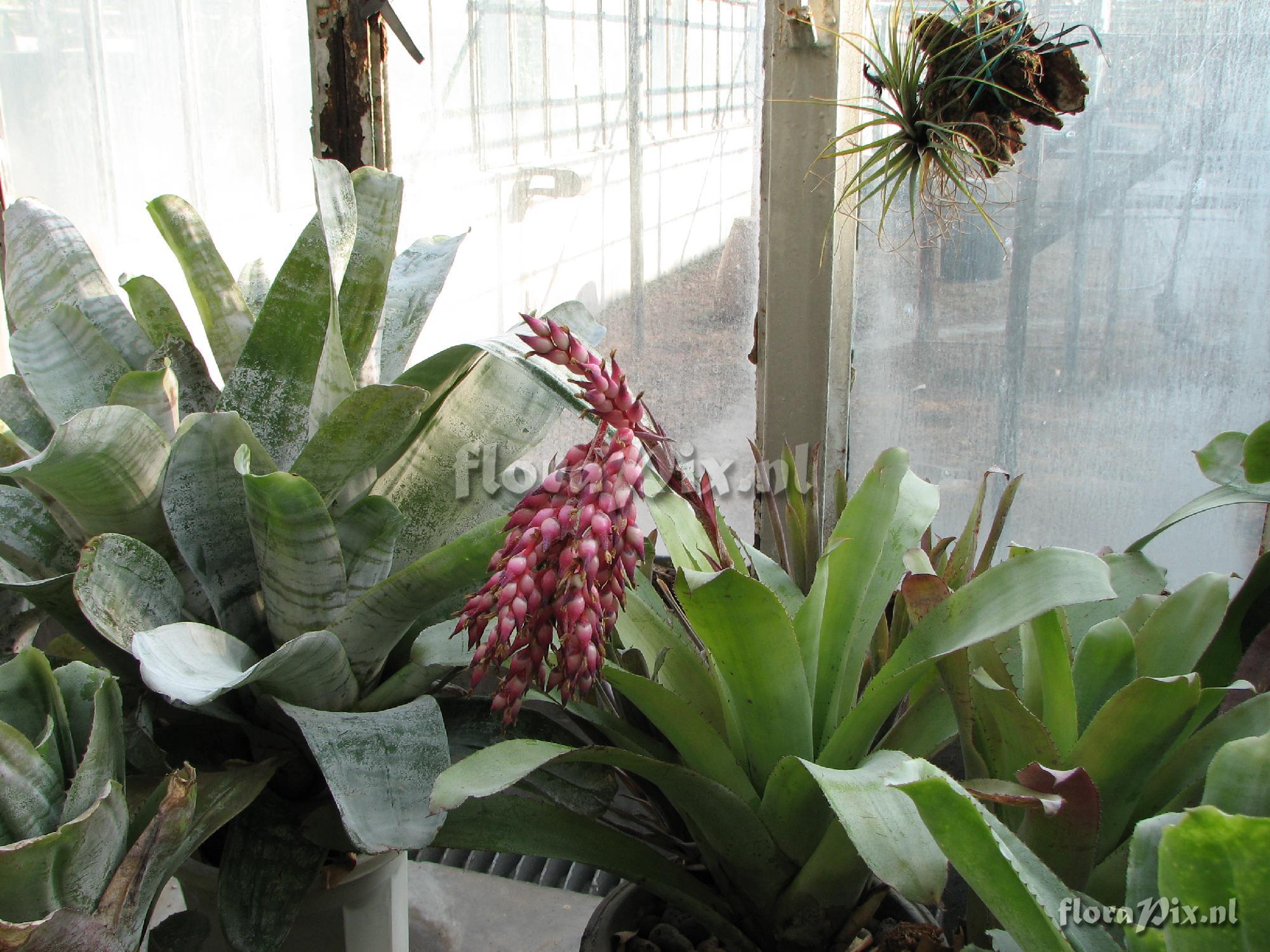 Aechmea sp