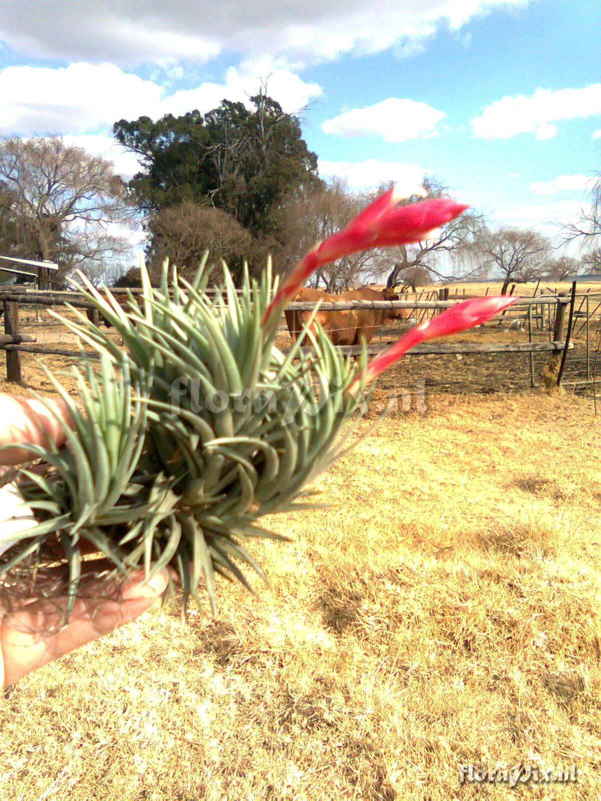 Tillandsia tenuifolia