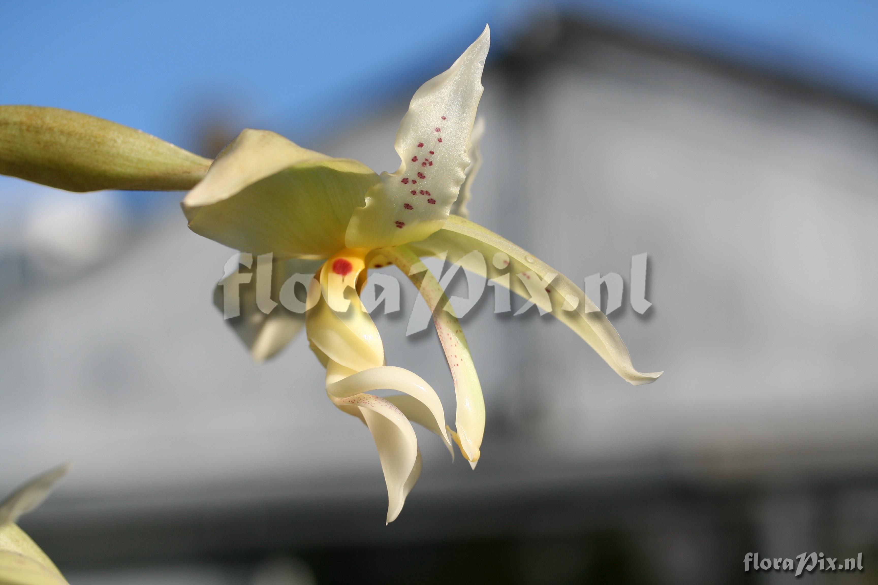 Stanhopea ruckerii