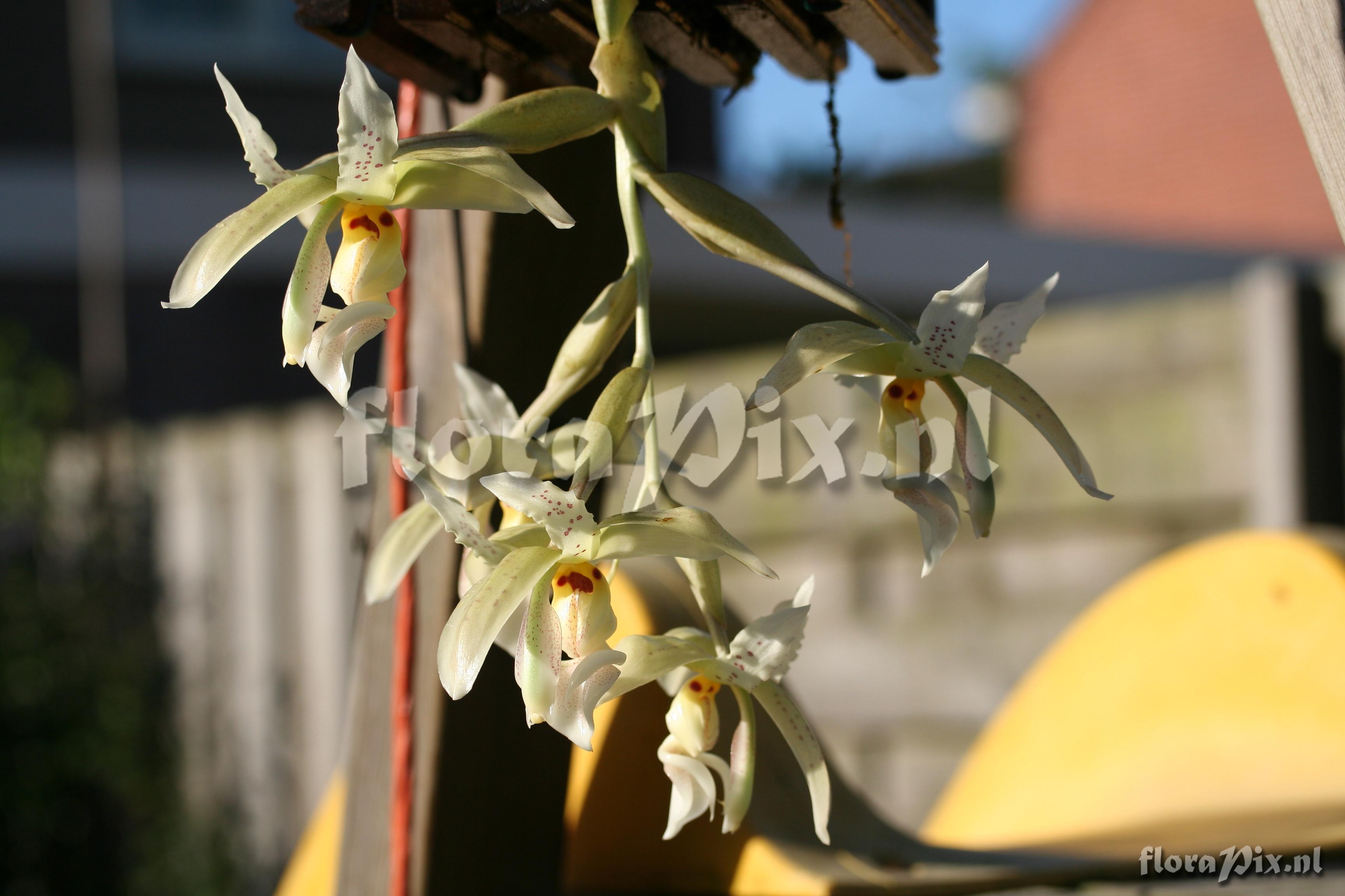 Stanhopea ruckerii