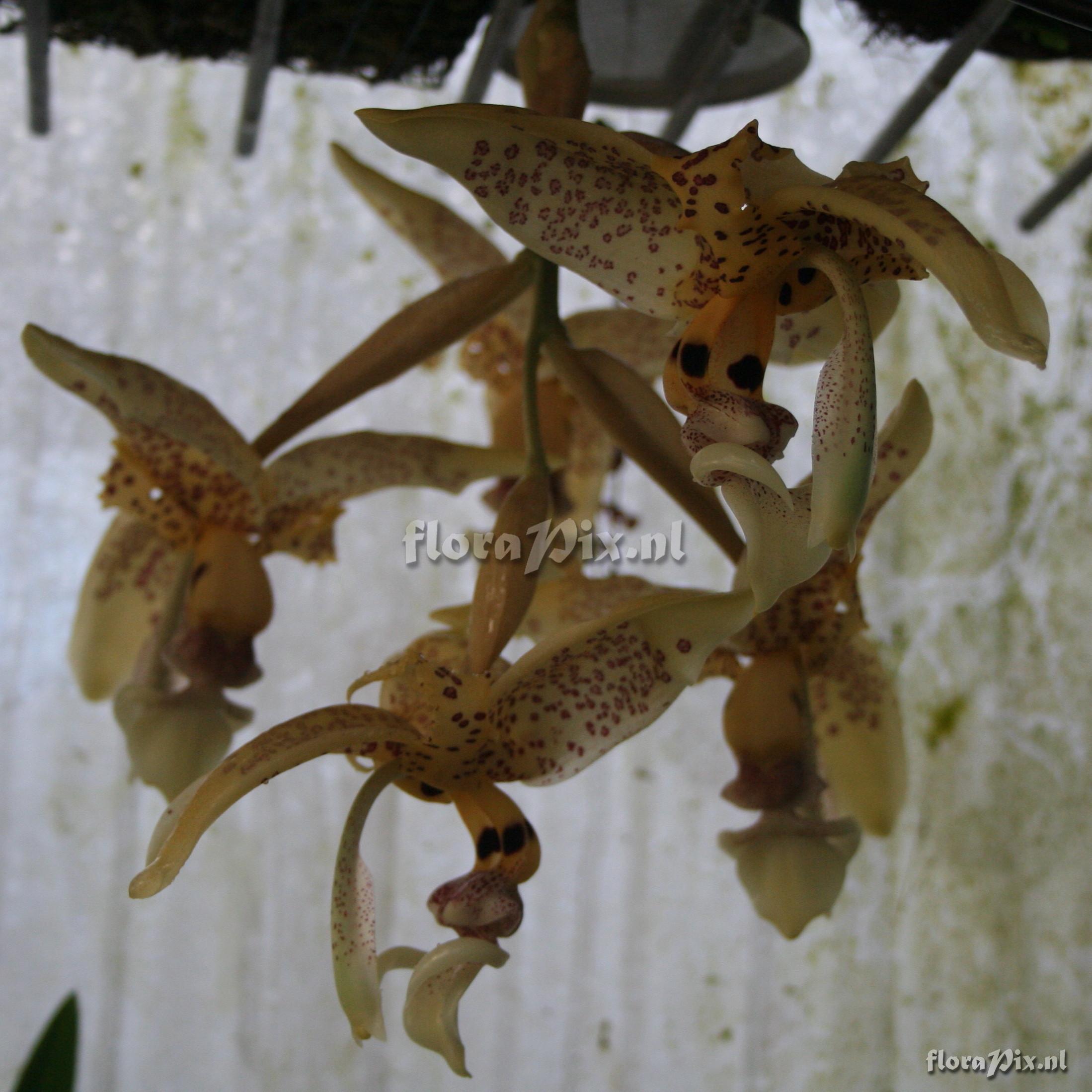 Stanhopea dodsoniana