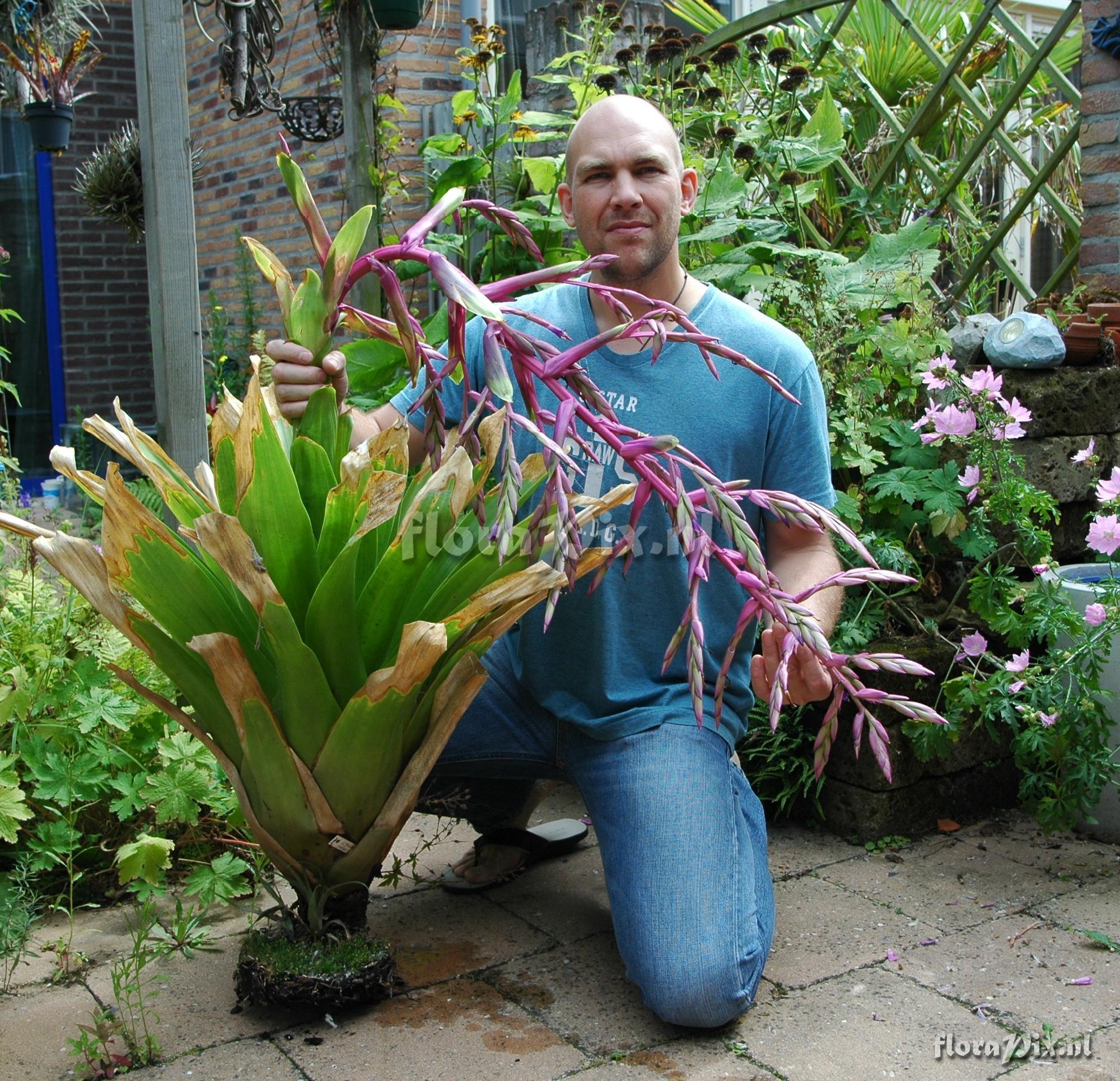 Tillandsia maxima