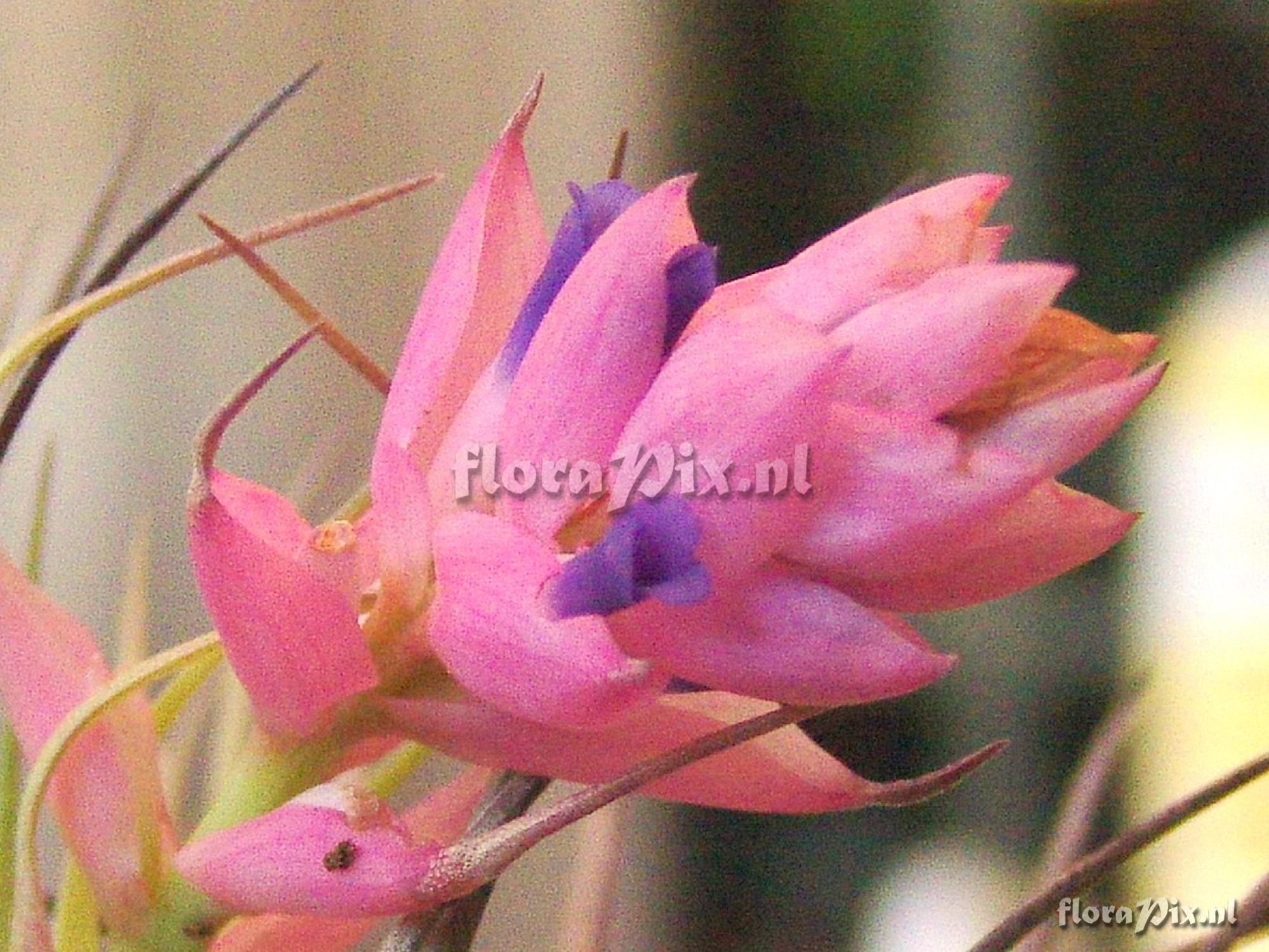 Tillandsia strica