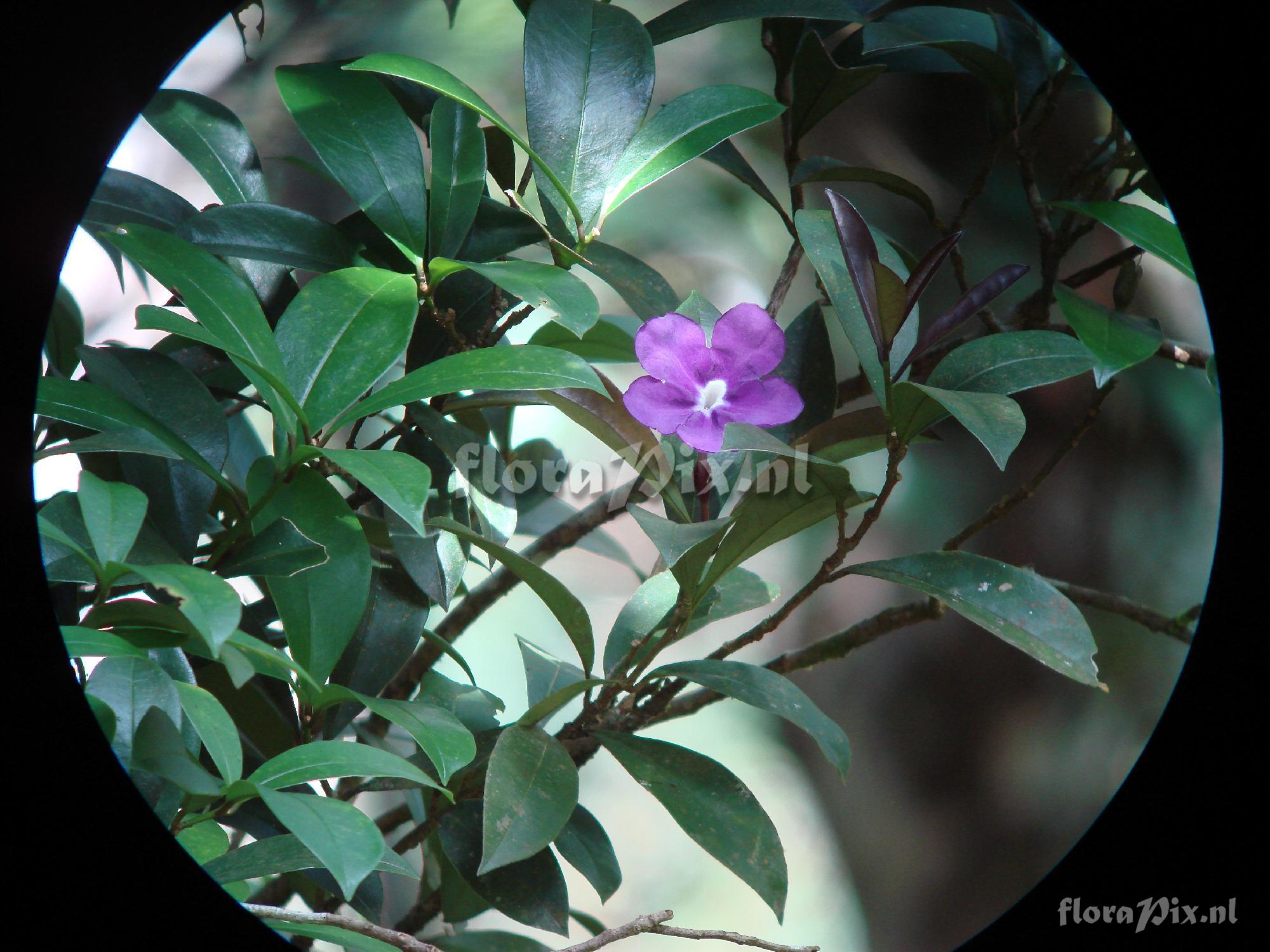 Brunfelsia dwyeri 