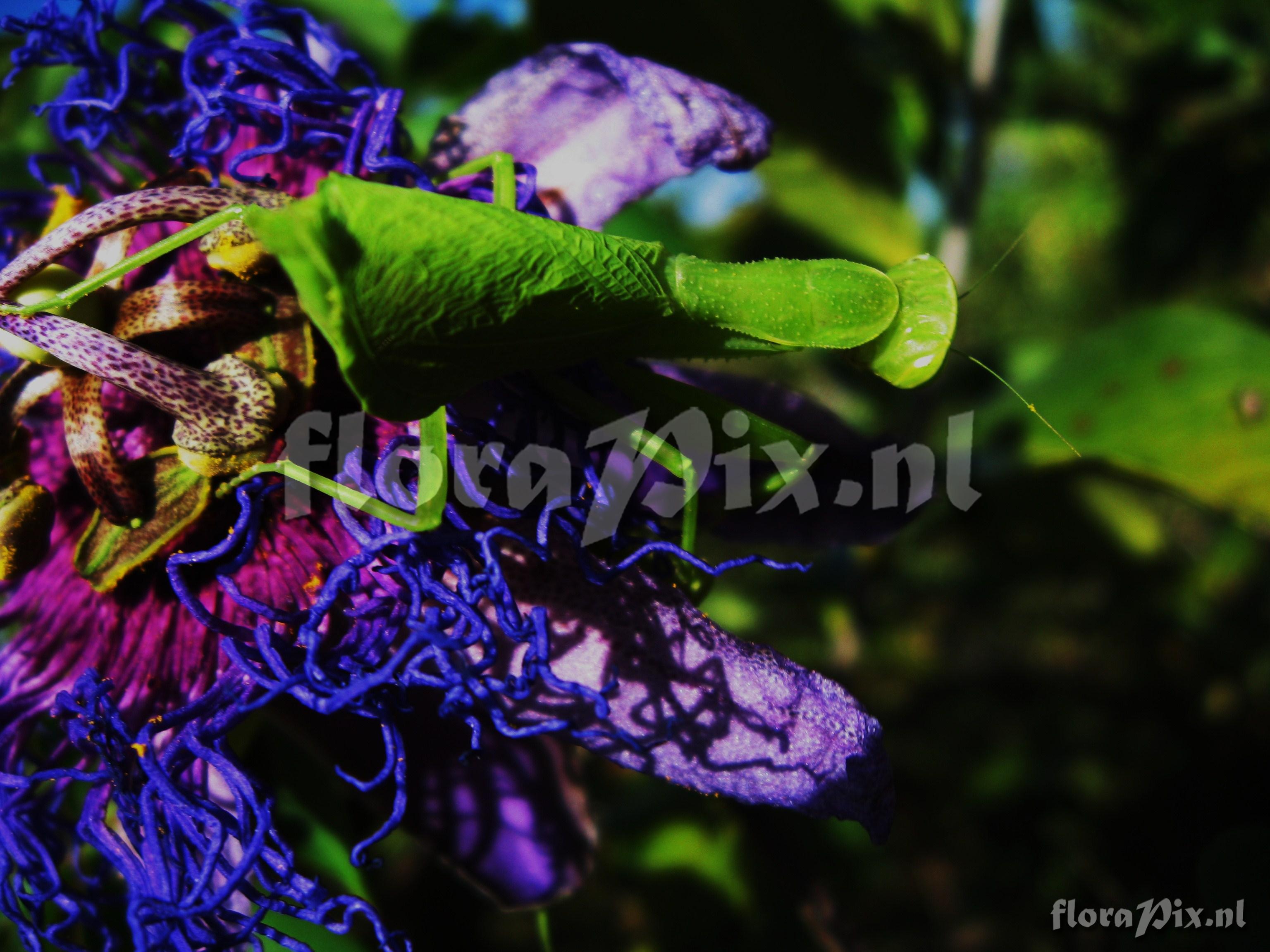 Passiflora cincinnata Mast.