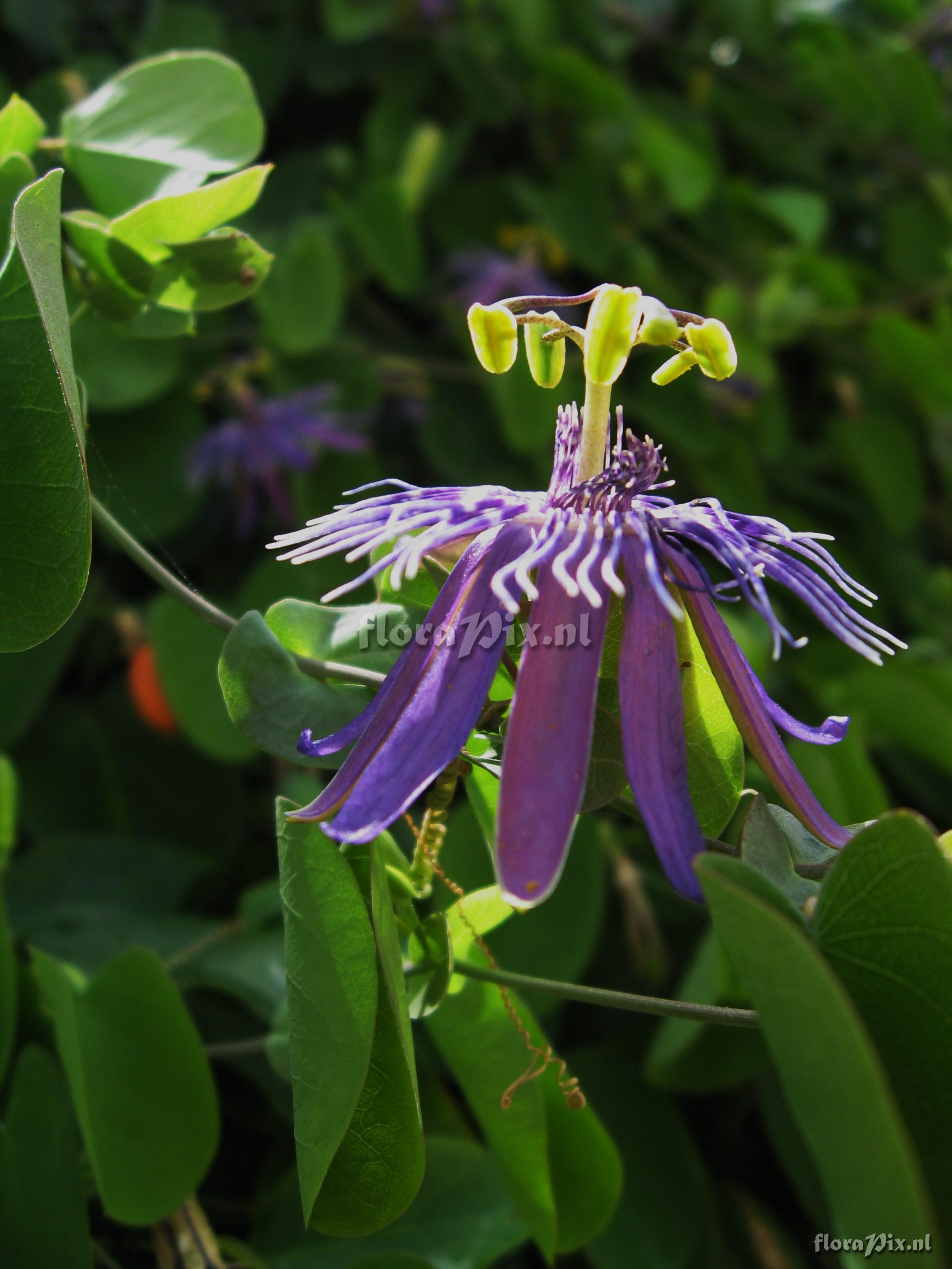 Passiflora subrotunda