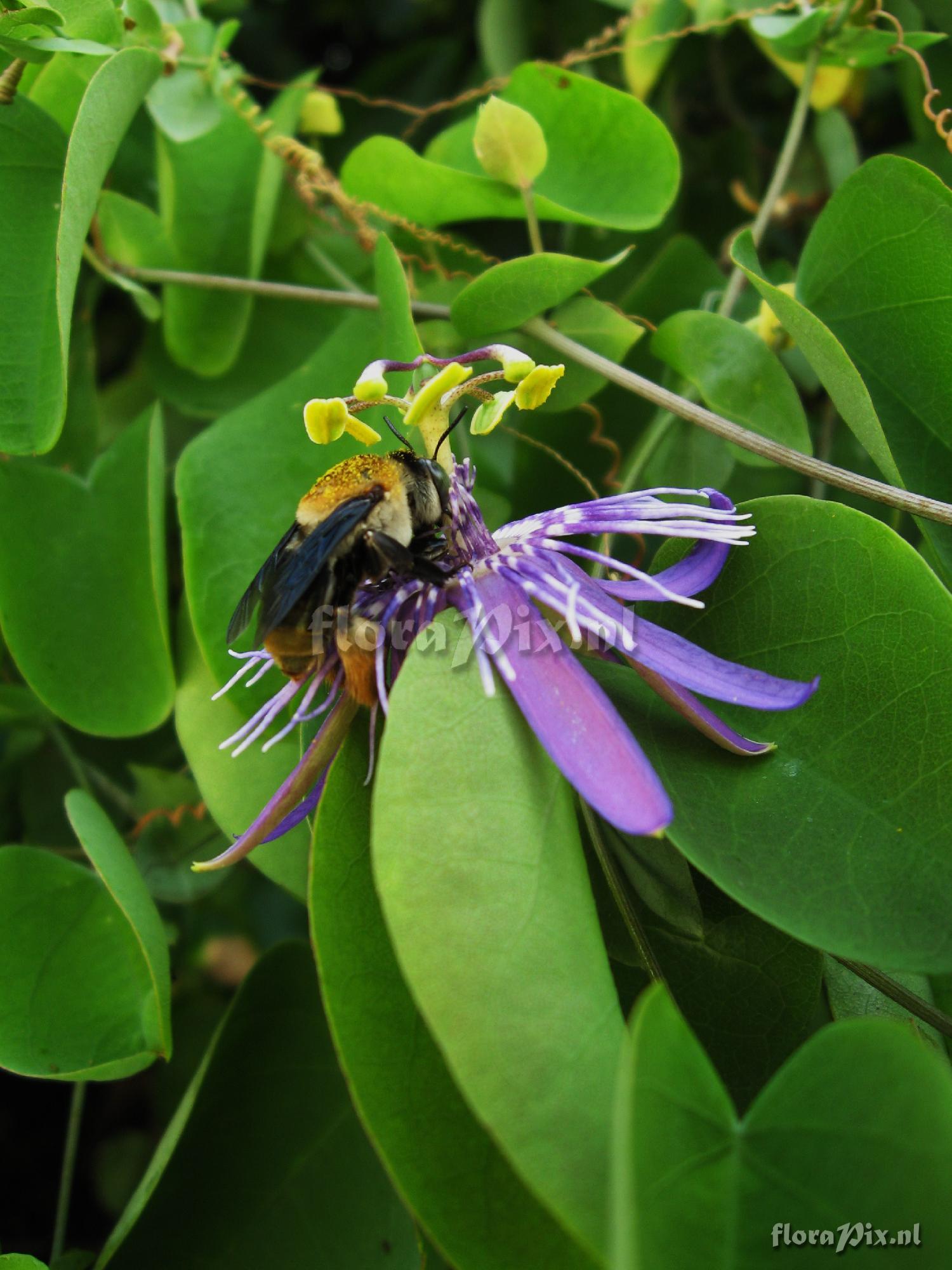 Passiflora subrotunda