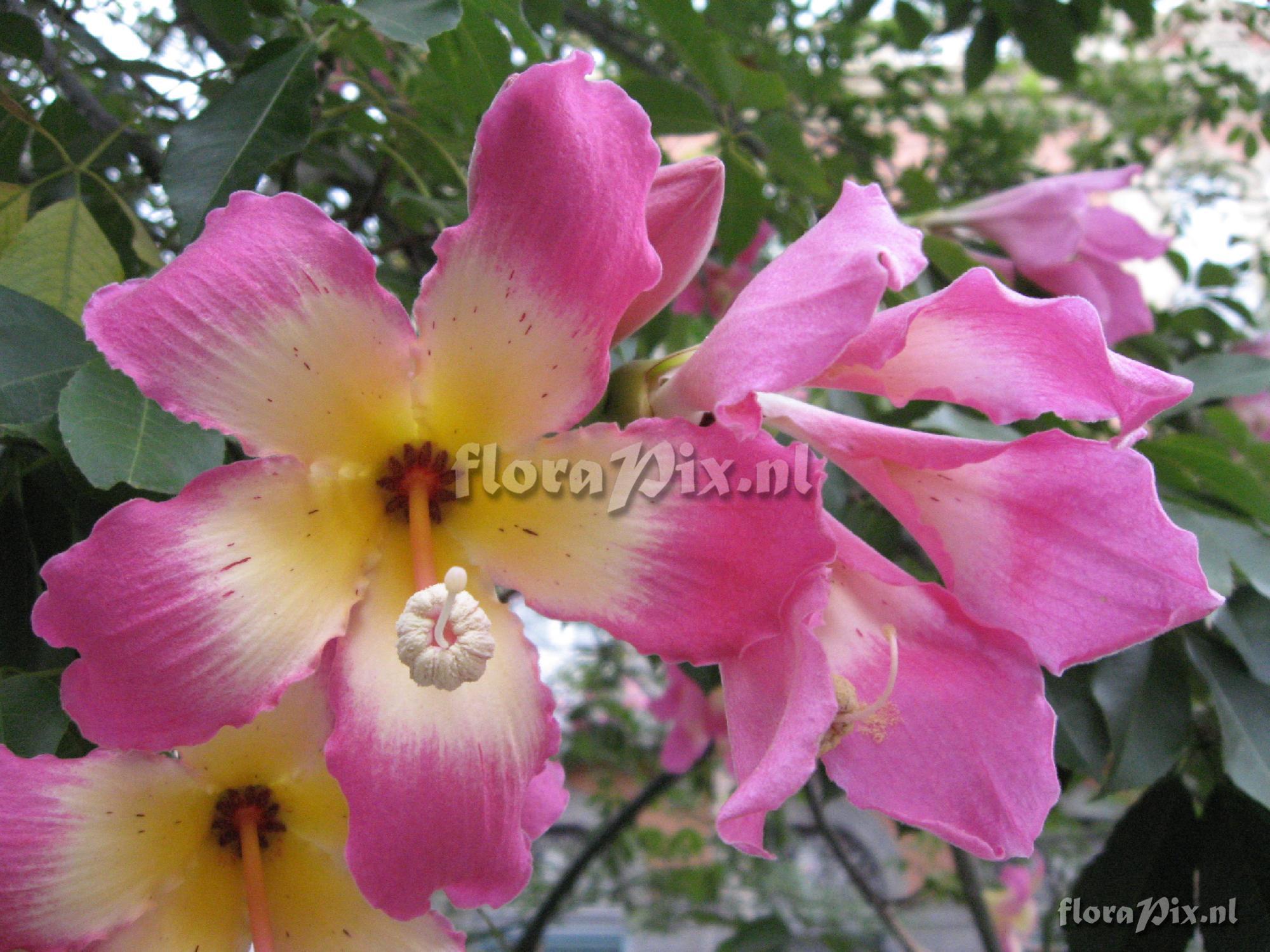 Ceiba speciosa (A.St.-Hil.) Ravenna