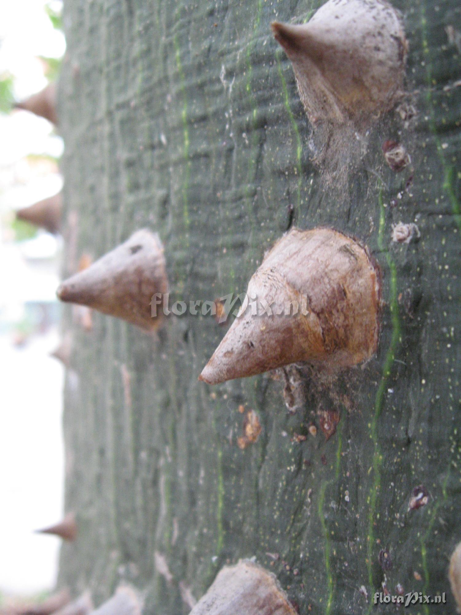 Ceiba speciosa (A.St.-Hil.) Ravenna