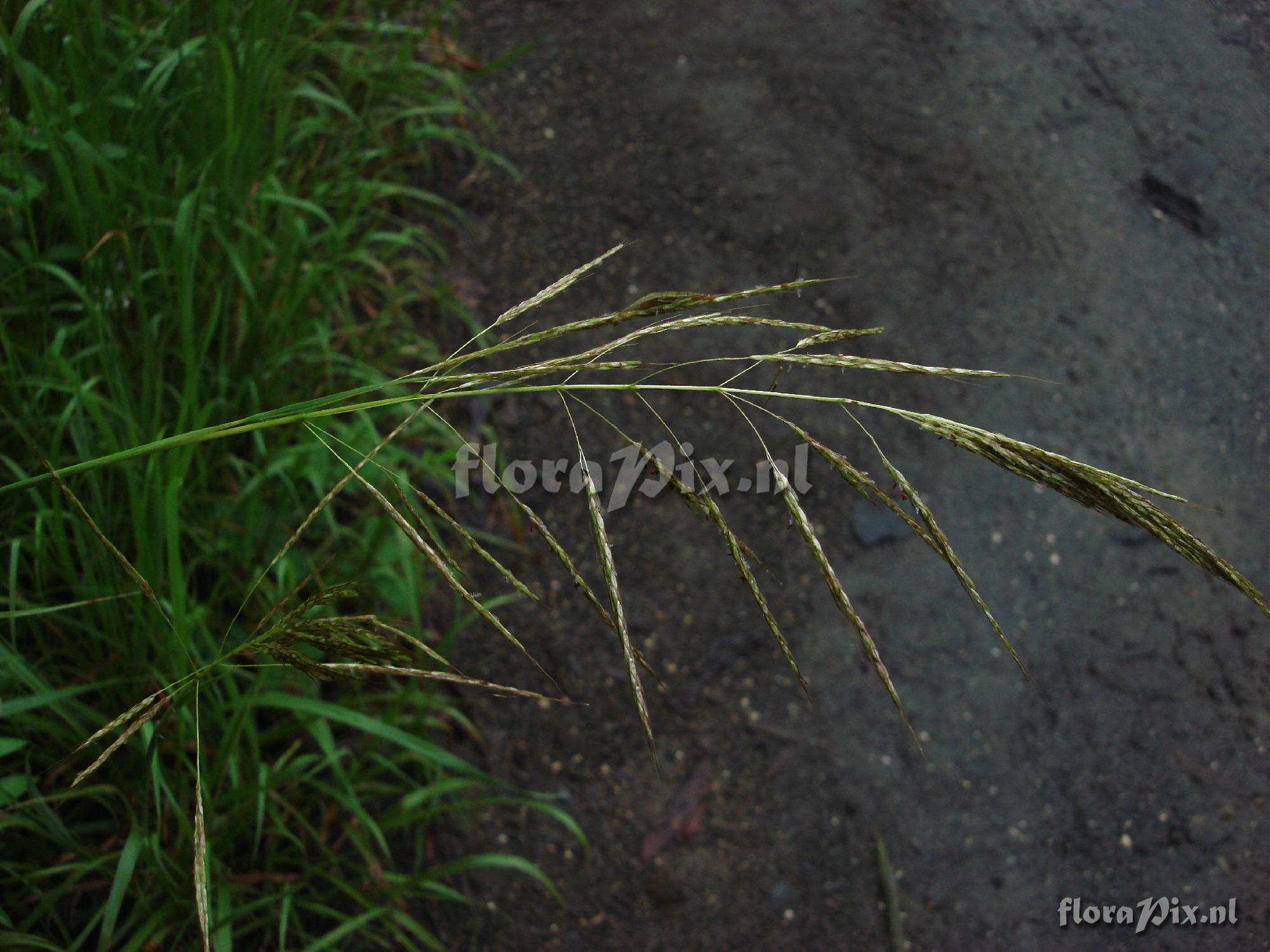 Unknown grass