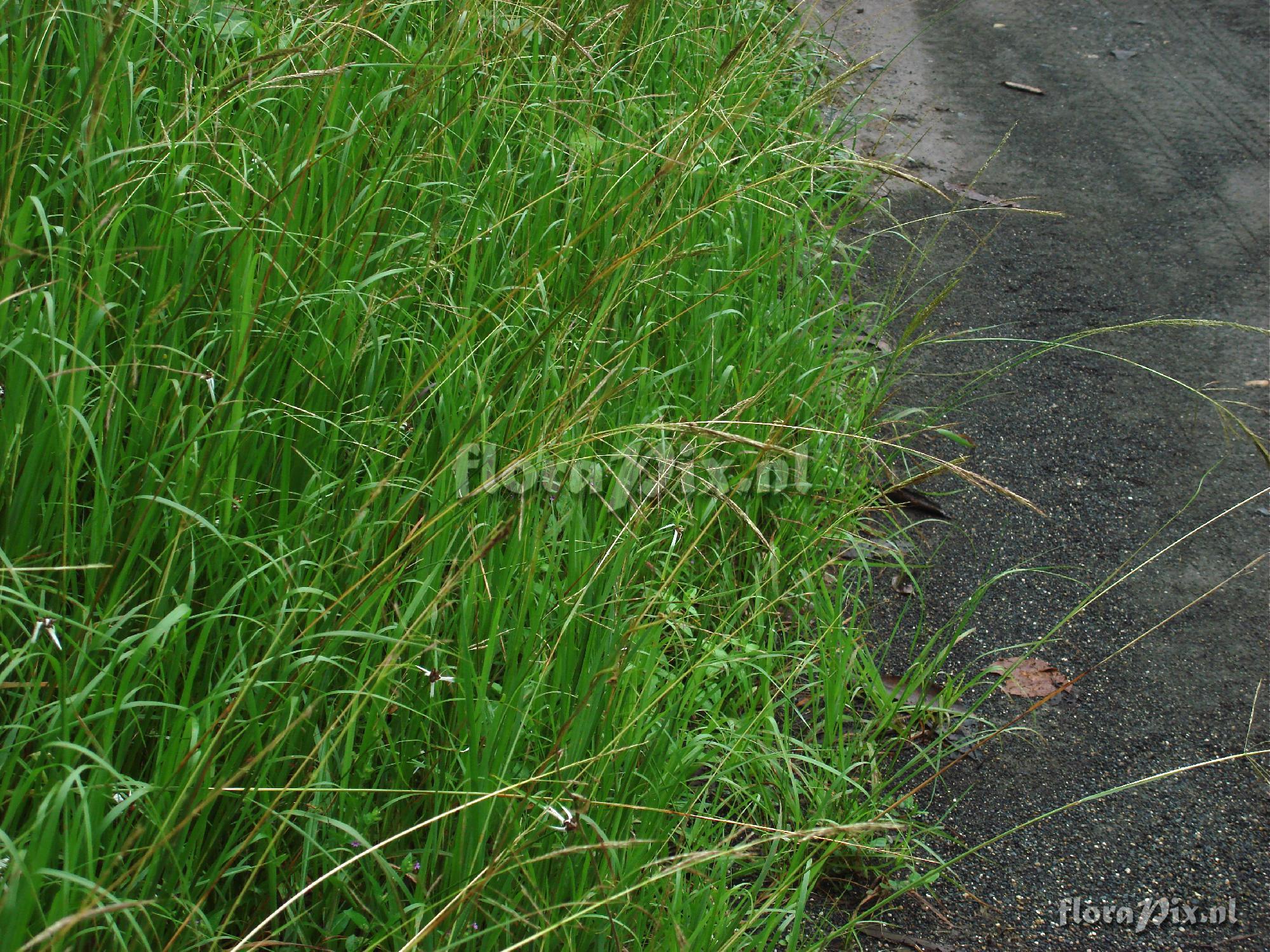 Unknown grass