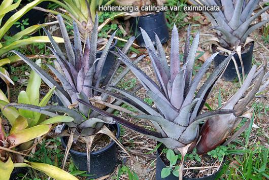 Hohenbergia catingae var. eximbricata