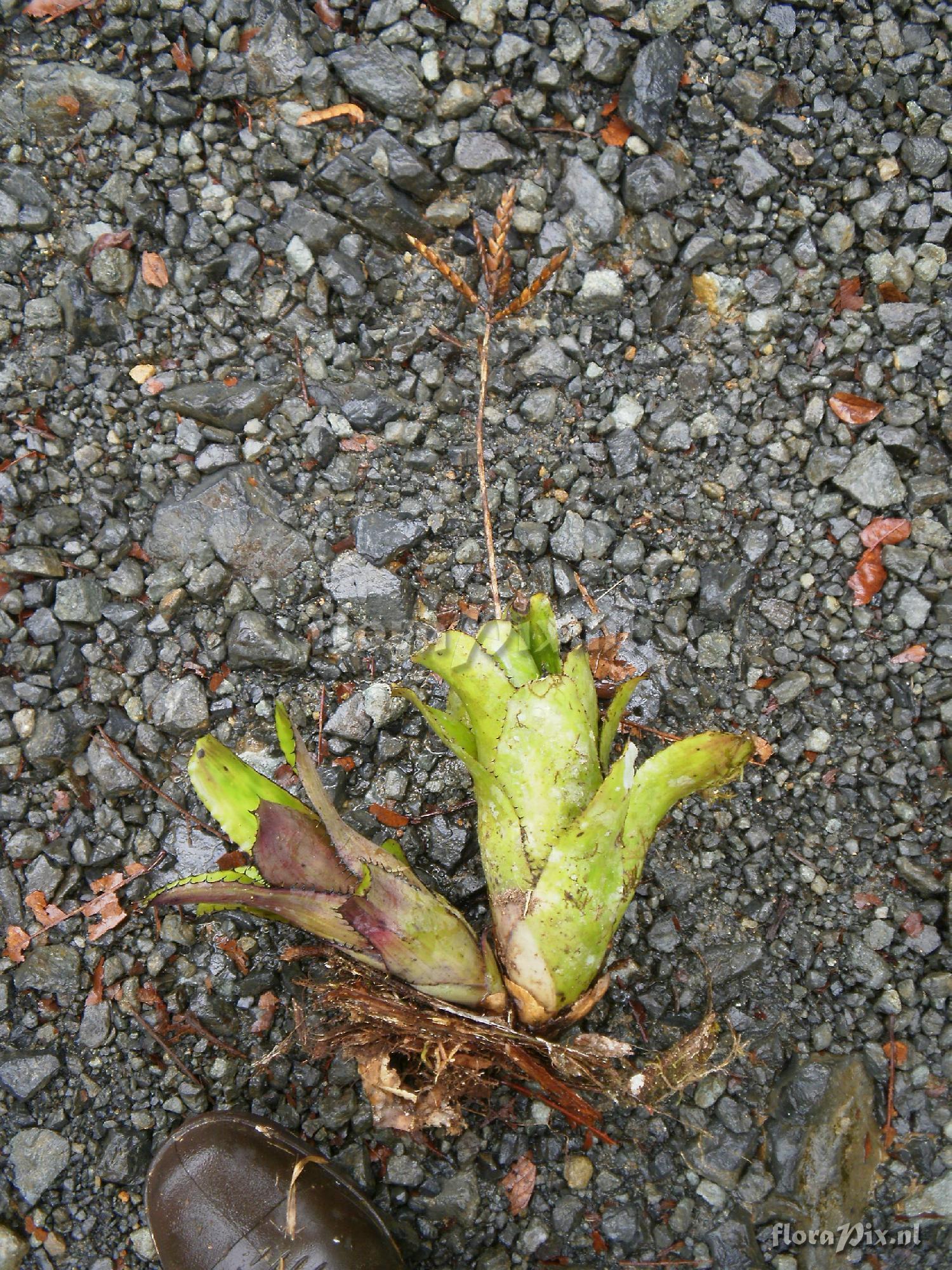 Aechmea dactylina