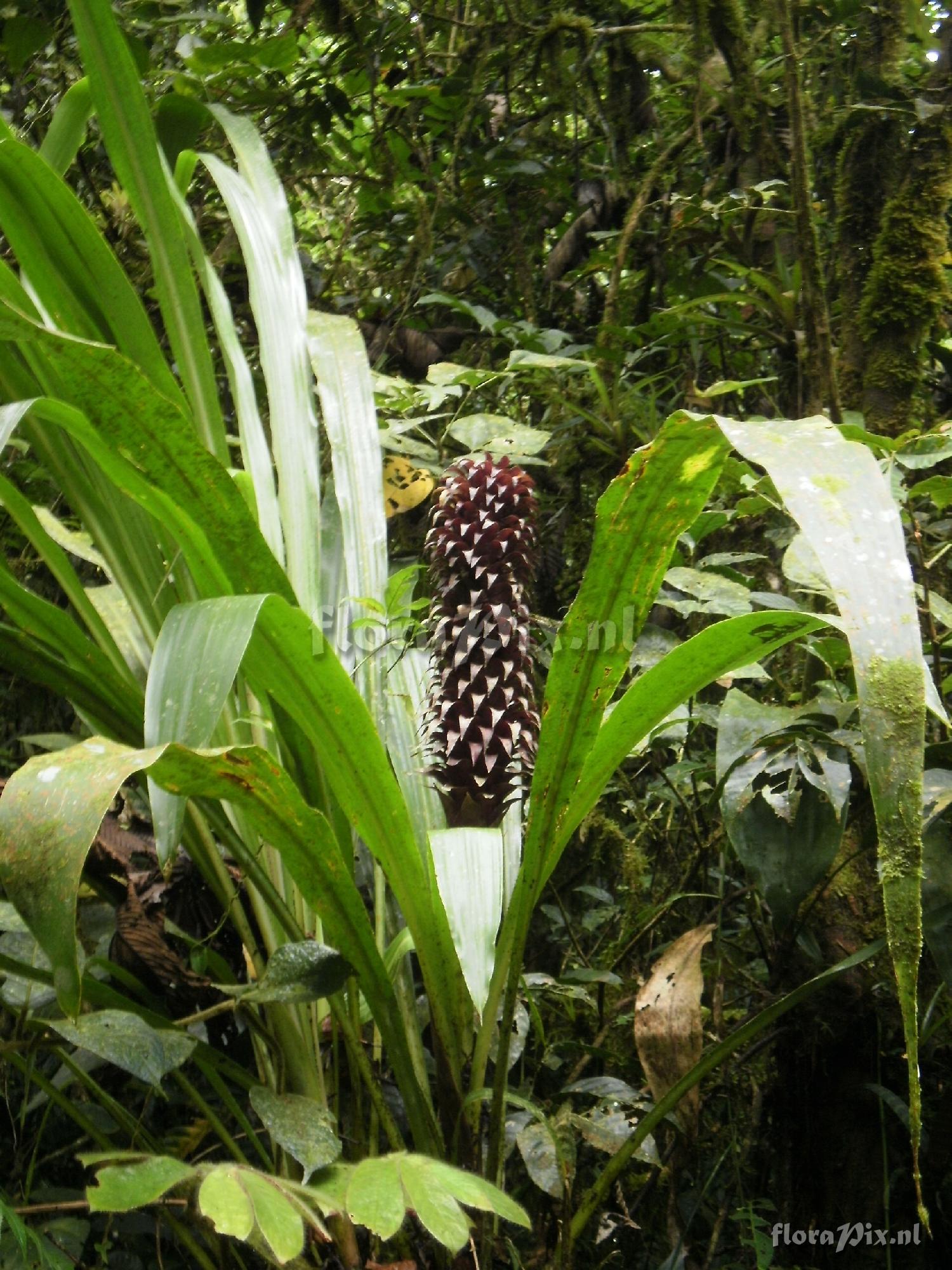 Pitcairnia funkiae