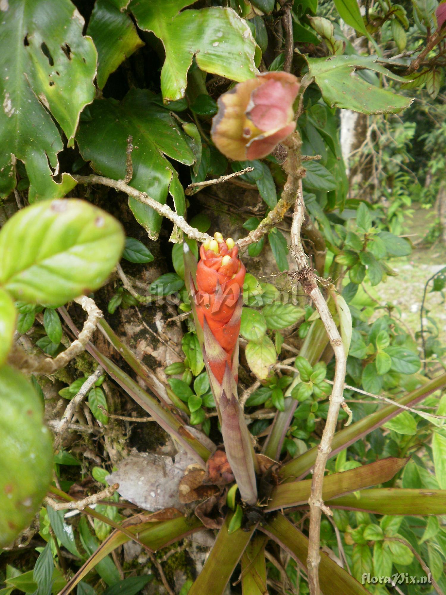 Guzmania donnel-smithii