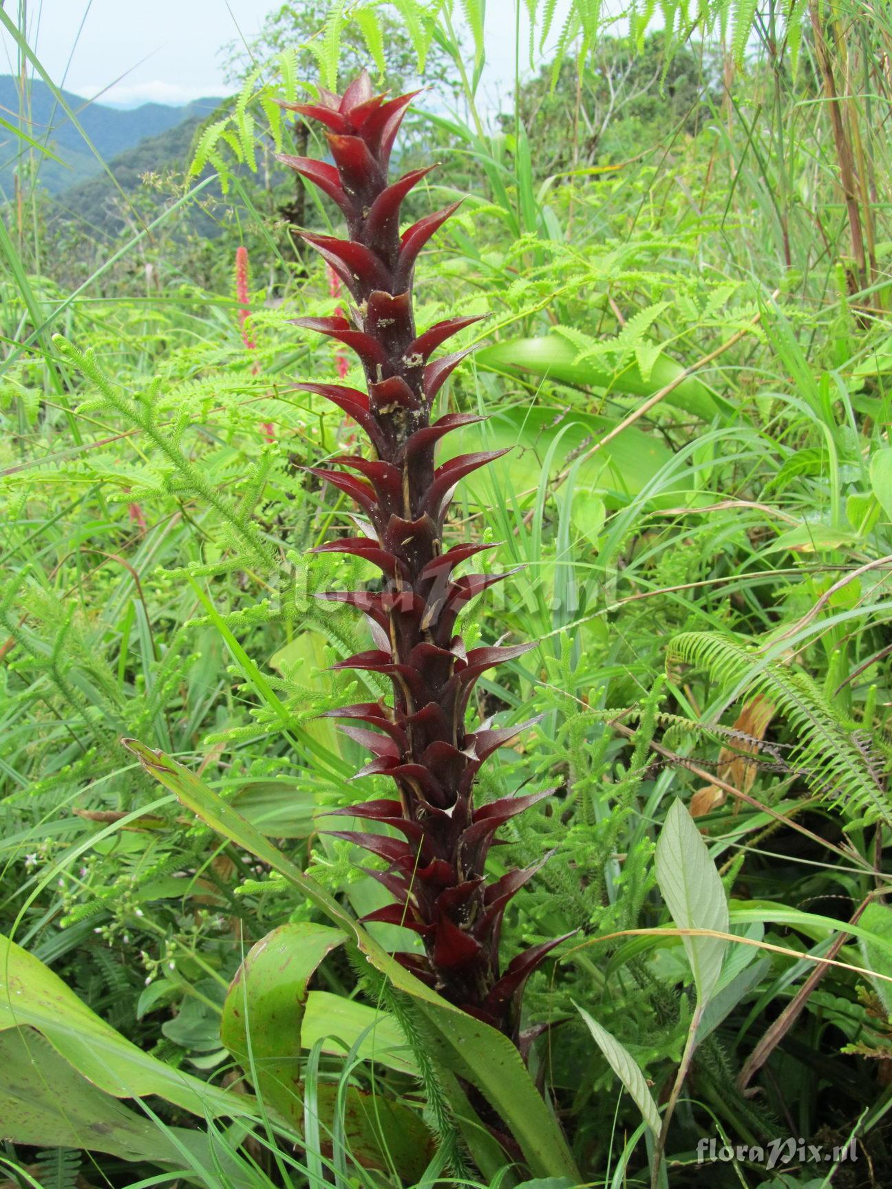 Pitcairnia atrorubens 