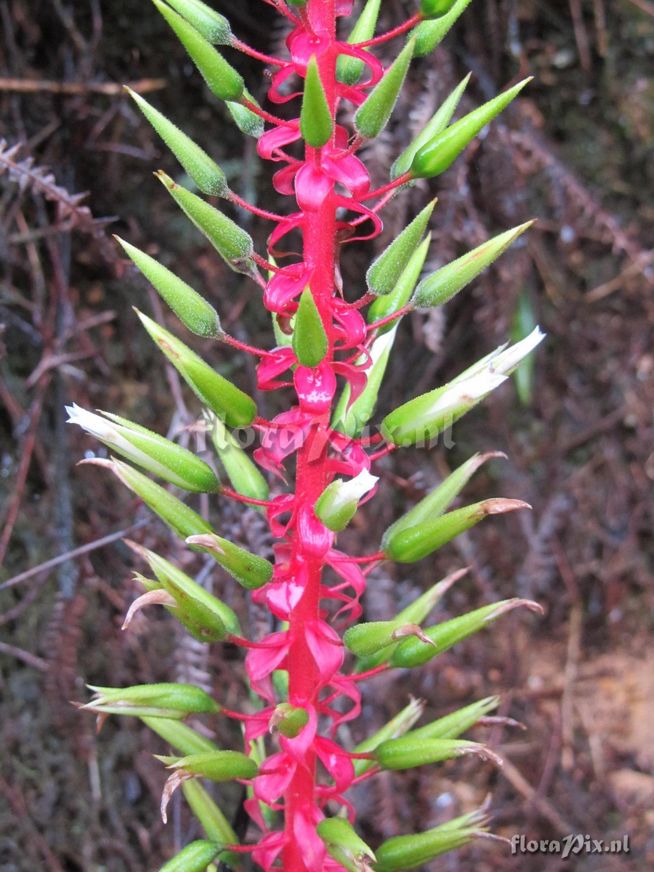 Pitcairnia cf multiflora