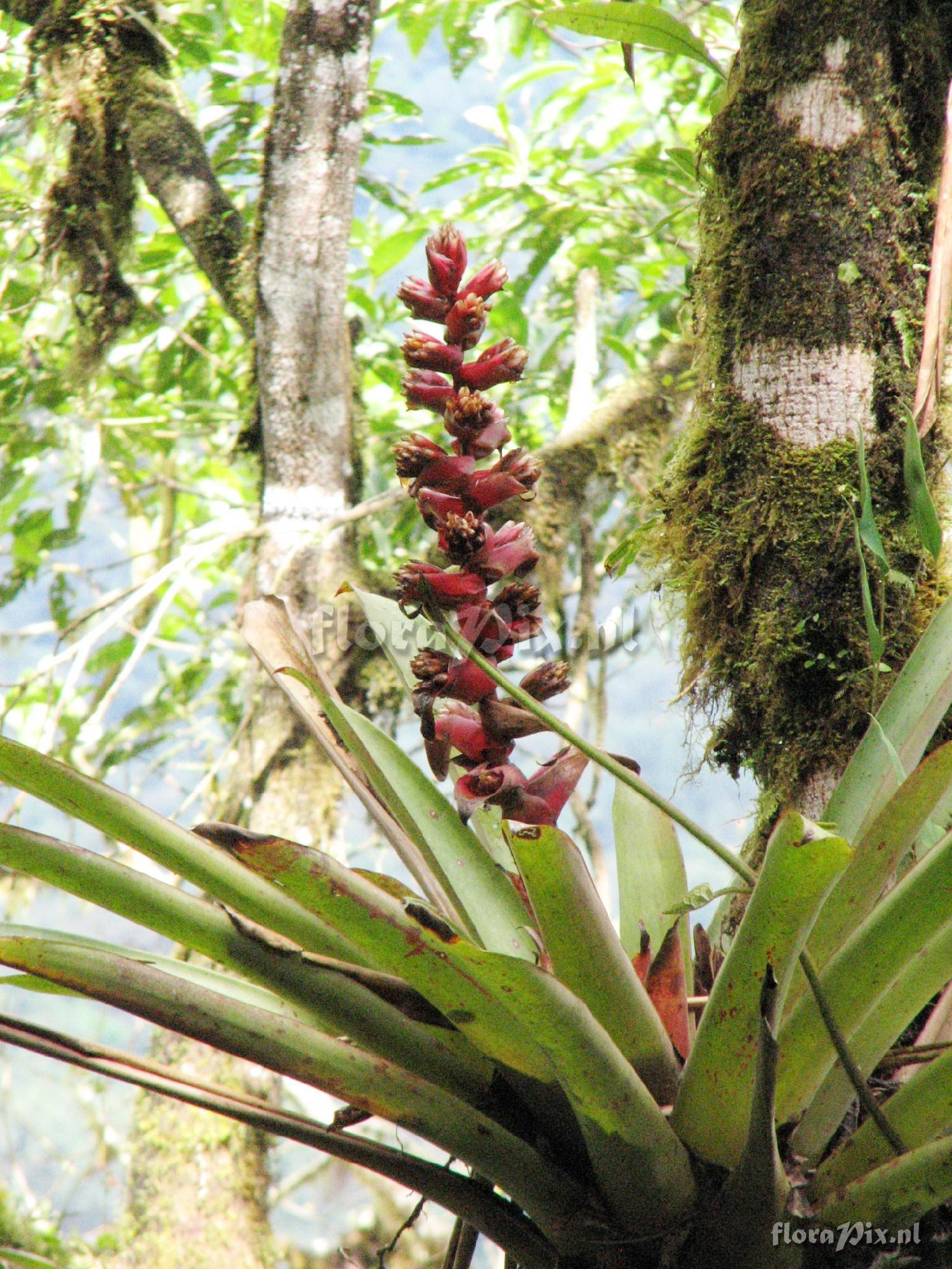 Mezobromelia capituligera