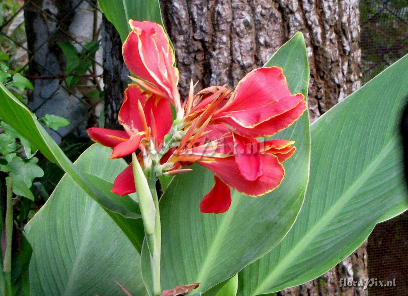 Canna sp. AsteraceaehtyY2