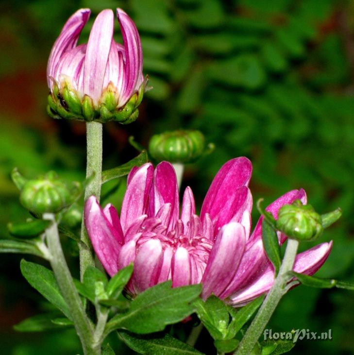 Chrysanthemum sp. Asteraceae