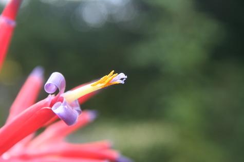 Billbergia x Virginia