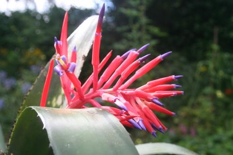 Billbergia x Virginia