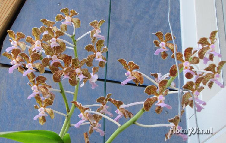 Vanda Bensonii tri-color