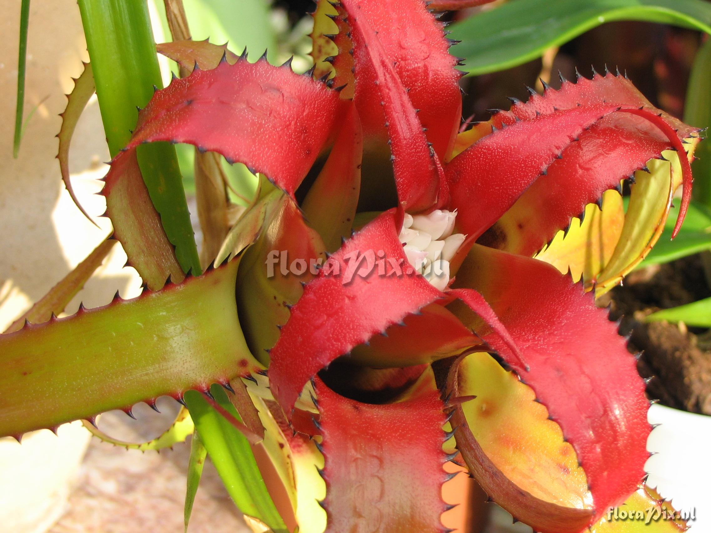 Neoregelia pendula var. brevifolia