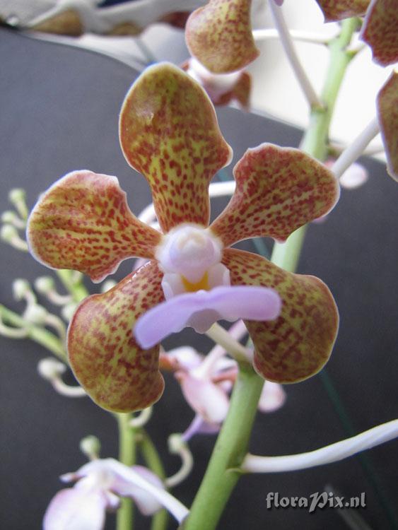 Vanda Bensonii tri-color