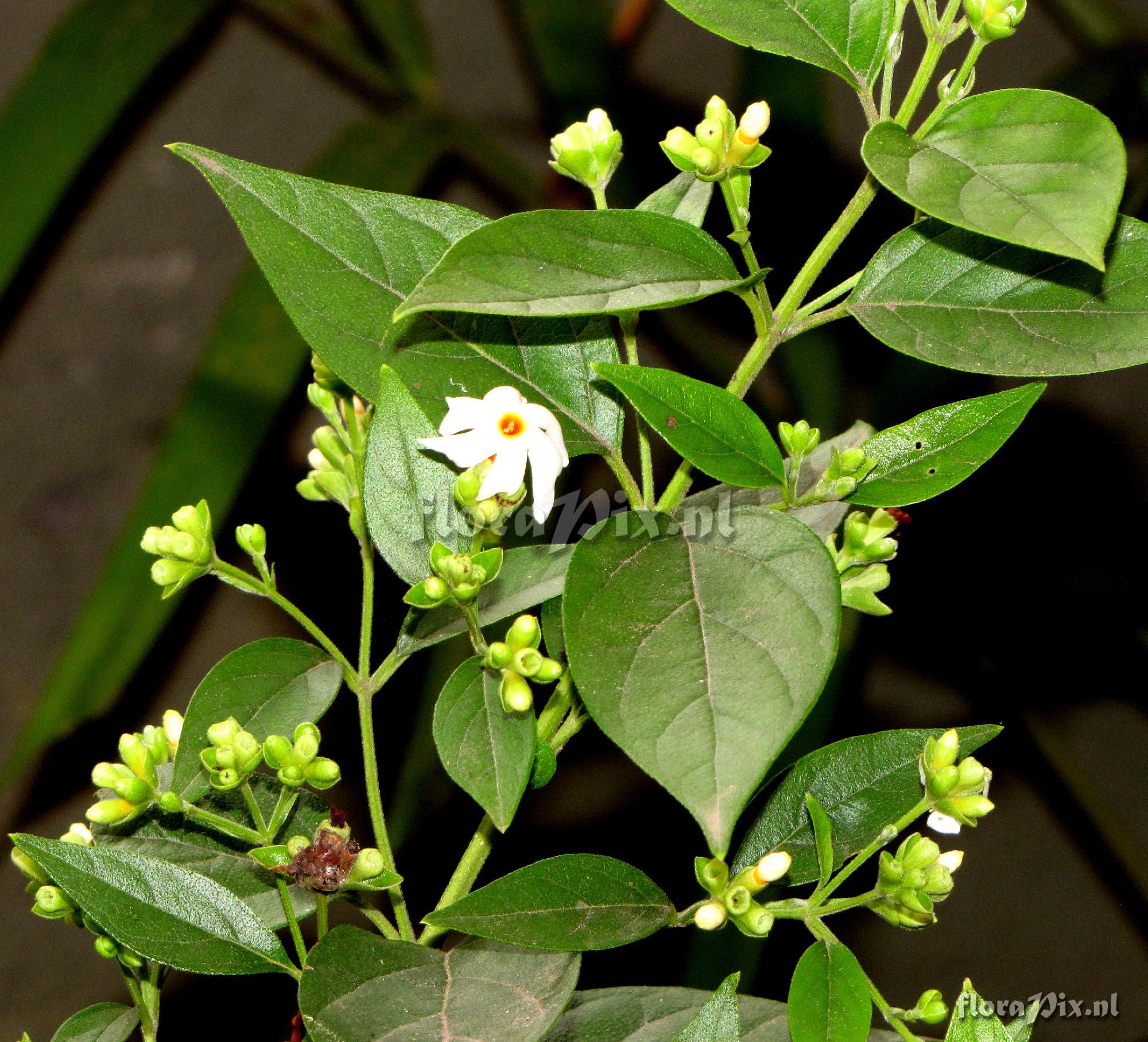 Nyctanthes arbor-tristis