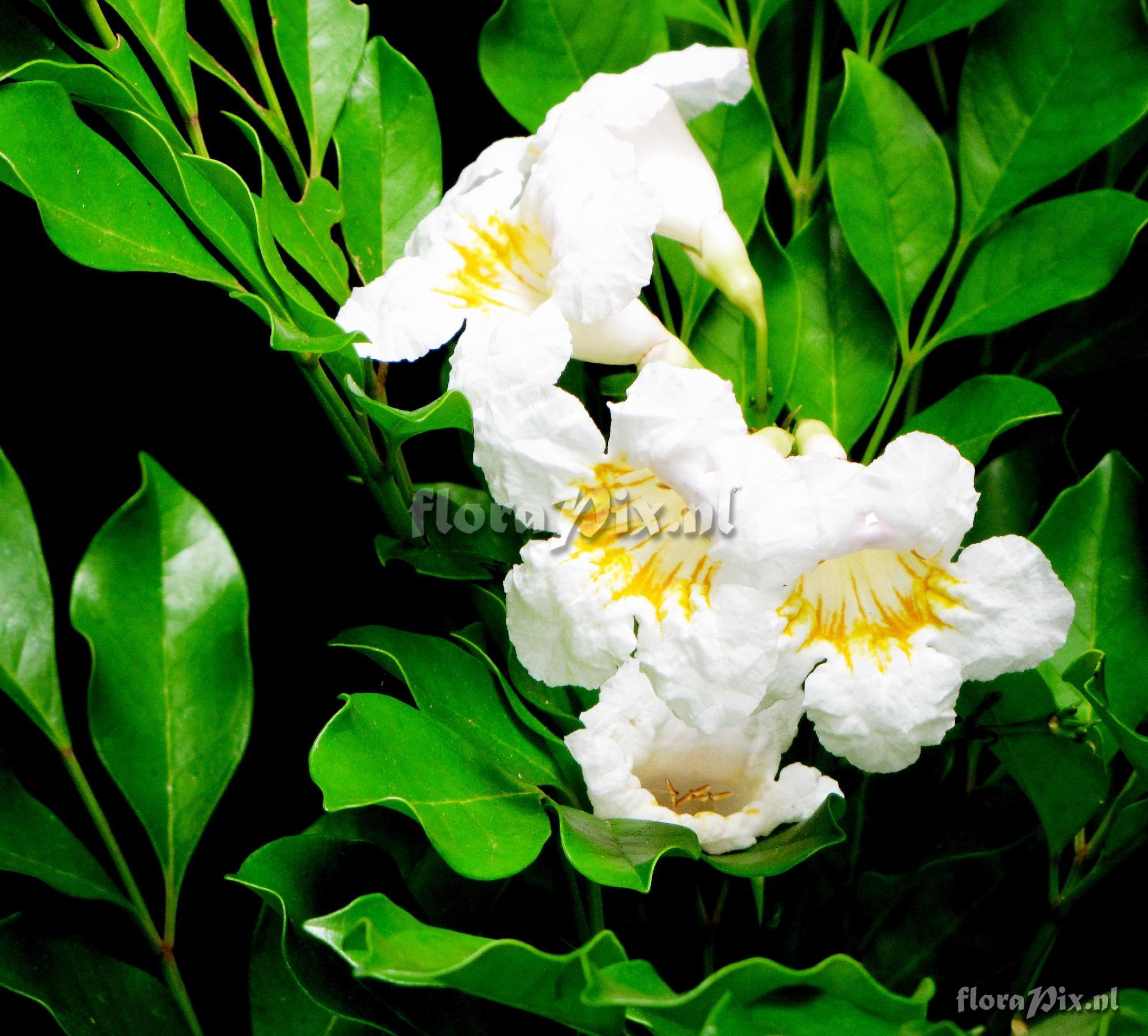 Radermachia sp. Bignoniaceae