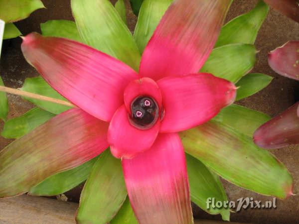 Neoregelia rosea