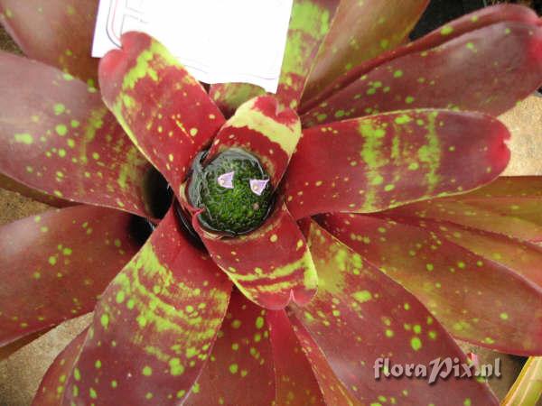 Neoregelia escarlate