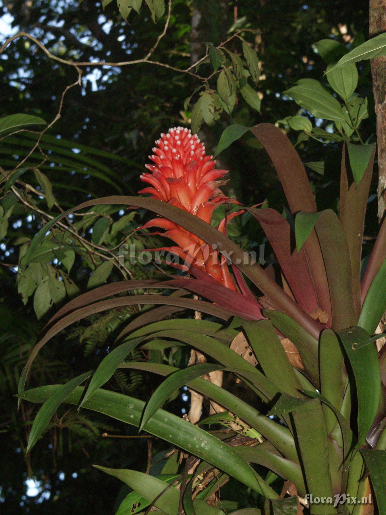 Guzmania "speciosa" H.Luther ined