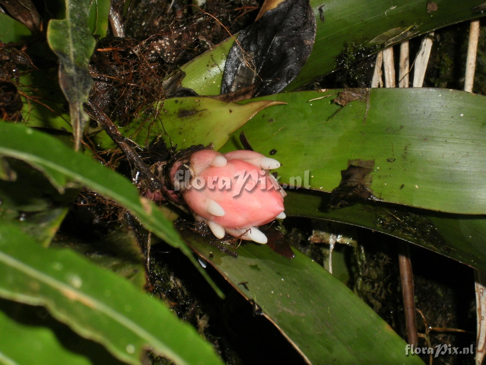 Guzmania nicaraguensis