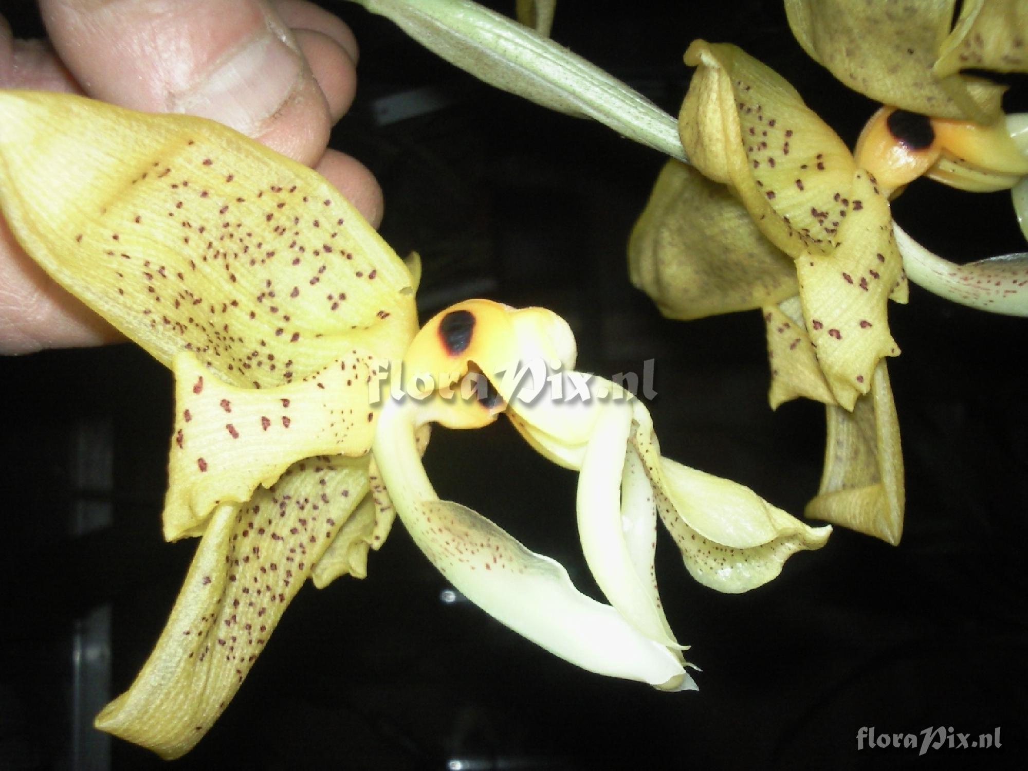 Stanhopea greerii