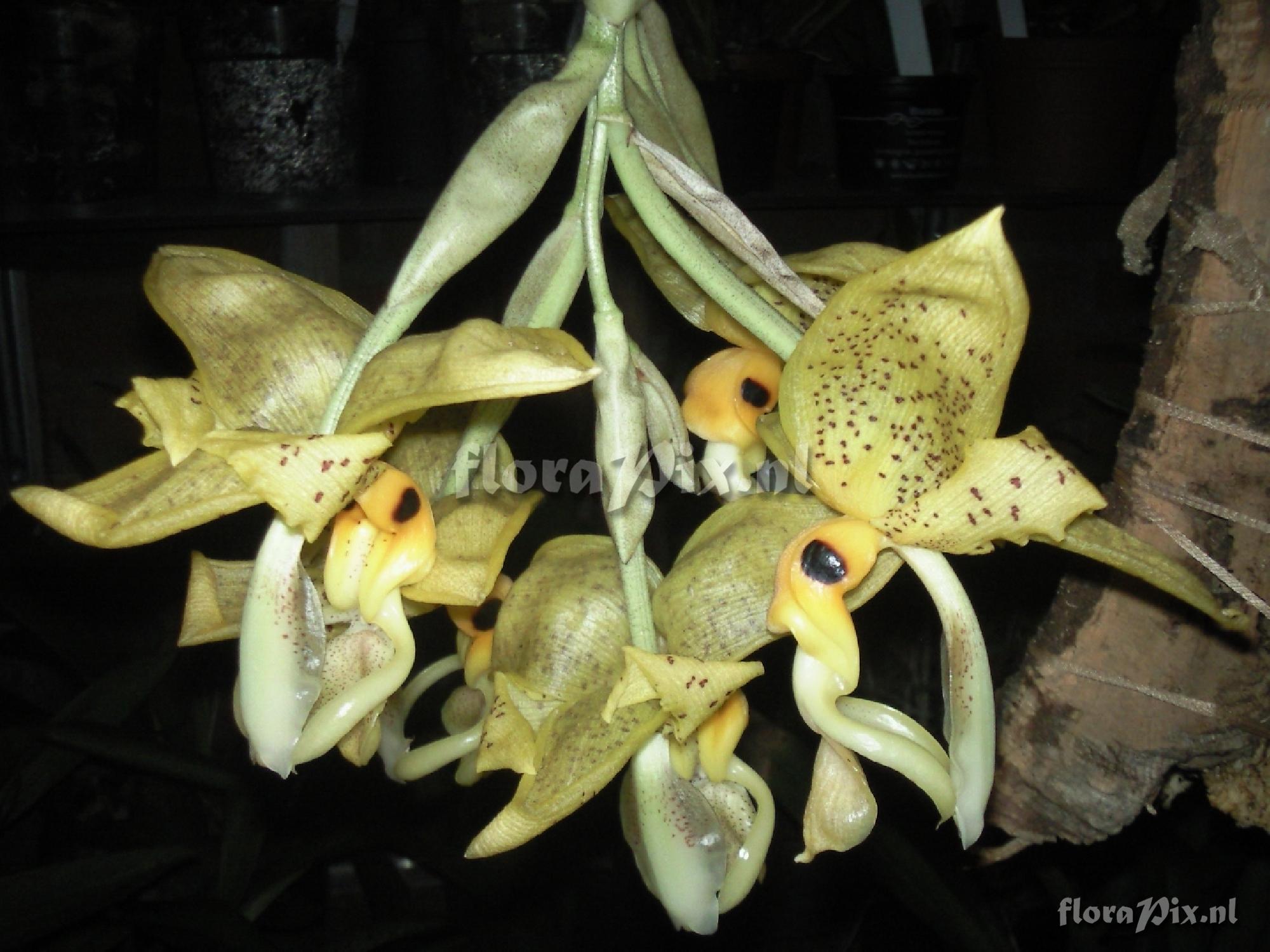 Stanhopea greerii